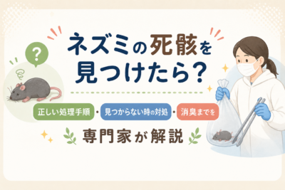 ネズミの死骸を見つけたら？正しい処理手順・見つからない時の対処・消臭までを専門家が解説